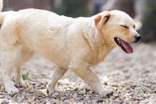 SPARKIE, Hund, Mischlingshund in Rumänien - Bild 3