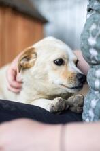 SPARKIE, Hund, Mischlingshund in Rumänien - Bild 4