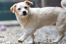 SPARKIE, Hund, Mischlingshund in Rumänien - Bild 5