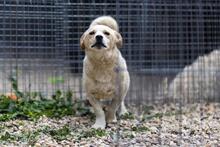SPARKIE, Hund, Mischlingshund in Rumänien - Bild 6