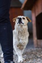 SPARKIE, Hund, Mischlingshund in Rumänien - Bild 7