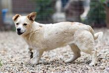 SPARKIE, Hund, Mischlingshund in Rumänien - Bild 8
