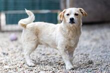 SPARKIE, Hund, Mischlingshund in Rumänien - Bild 9