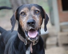 ELO, Hund, Mischlingshund in Griechenland - Bild 1