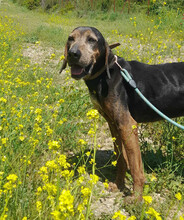 ELO, Hund, Mischlingshund in Griechenland - Bild 2