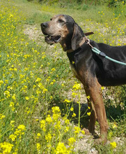 ELO, Hund, Mischlingshund in Griechenland - Bild 3