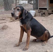 ELO, Hund, Mischlingshund in Griechenland - Bild 4