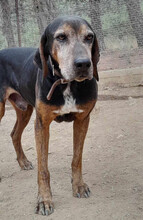 ELO, Hund, Mischlingshund in Griechenland - Bild 5