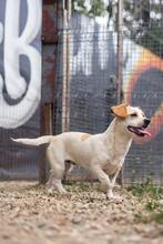 BONGO, Hund, Mischlingshund in Rumänien - Bild 10