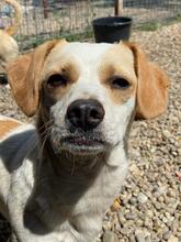 BONGO, Hund, Mischlingshund in Rumänien - Bild 2