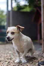 BONGO, Hund, Mischlingshund in Rumänien - Bild 3