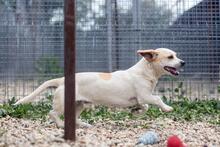 BONGO, Hund, Mischlingshund in Rumänien - Bild 4