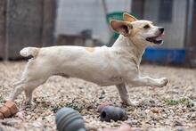 BONGO, Hund, Mischlingshund in Rumänien - Bild 5