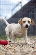 BONGO, Hund, Mischlingshund in Rumänien - Bild 6
