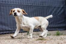 BONGO, Hund, Mischlingshund in Rumänien - Bild 7