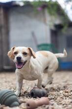 BONGO, Hund, Mischlingshund in Rumänien - Bild 8