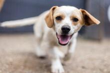 BONGO, Hund, Mischlingshund in Rumänien - Bild 9