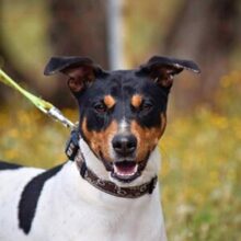 PON, Hund, Bodeguero Andaluz in Spanien - Bild 1