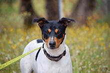 PON, Hund, Bodeguero Andaluz in Spanien - Bild 2