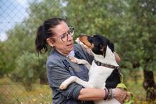 PON, Hund, Bodeguero Andaluz in Spanien - Bild 3