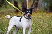 PON, Hund, Bodeguero Andaluz in Spanien - Bild 4