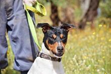 PON, Hund, Bodeguero Andaluz in Spanien - Bild 5