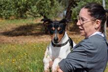 PON, Hund, Bodeguero Andaluz in Spanien - Bild 6