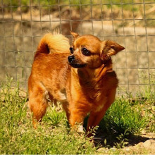 ZIRINHA, Hund, Chihuahua-Mix in Bad Oeynhausen - Bild 1