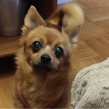 ZIRINHA, Hund, Chihuahua-Mix in Bad Oeynhausen - Bild 2