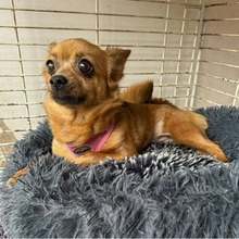 ZIRINHA, Hund, Chihuahua-Mix in Bad Oeynhausen - Bild 3