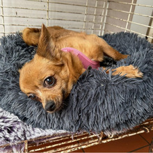 ZIRINHA, Hund, Chihuahua-Mix in Bad Oeynhausen - Bild 4
