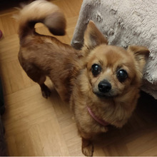 ZIRINHA, Hund, Chihuahua-Mix in Bad Oeynhausen - Bild 5