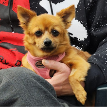 ZIRINHA, Hund, Chihuahua-Mix in Bad Oeynhausen - Bild 6