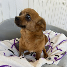 ZIRINHA, Hund, Chihuahua-Mix in Bad Oeynhausen - Bild 7