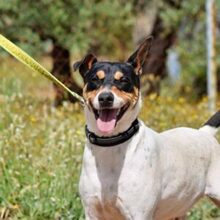 PIN, Hund, Bodeguero Andaluz in Spanien - Bild 1