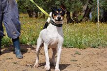 PIN, Hund, Bodeguero Andaluz in Spanien - Bild 2