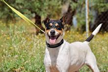 PIN, Hund, Bodeguero Andaluz in Spanien - Bild 3