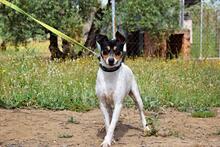 PIN, Hund, Bodeguero Andaluz in Spanien - Bild 4