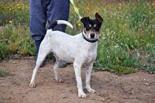 PIN, Hund, Bodeguero Andaluz in Spanien - Bild 6