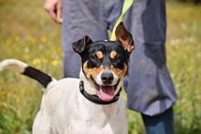 PIN, Hund, Bodeguero Andaluz in Spanien - Bild 8