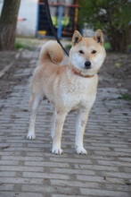 BAILEY, Hund, Mischlingshund in Lohmar - Bild 1