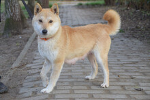 BAILEY, Hund, Mischlingshund in Lohmar - Bild 2