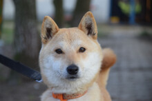 BAILEY, Hund, Mischlingshund in Lohmar - Bild 3