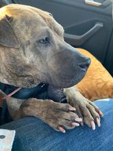 DULZURA, Hund, Shar Pei in Voerde - Bild 1
