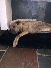 DULZURA, Hund, Shar Pei in Voerde - Bild 10