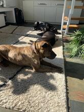 DULZURA, Hund, Shar Pei in Voerde - Bild 11