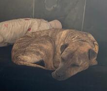 DULZURA, Hund, Shar Pei in Voerde - Bild 12