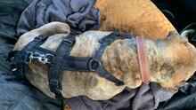 DULZURA, Hund, Shar Pei in Voerde - Bild 13
