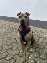 DULZURA, Hund, Shar Pei in Voerde - Bild 14