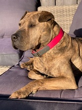 DULZURA, Hund, Shar Pei in Voerde - Bild 2